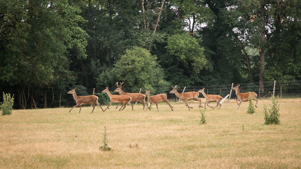 Photo of Others in Saint-Mars-du-Desert