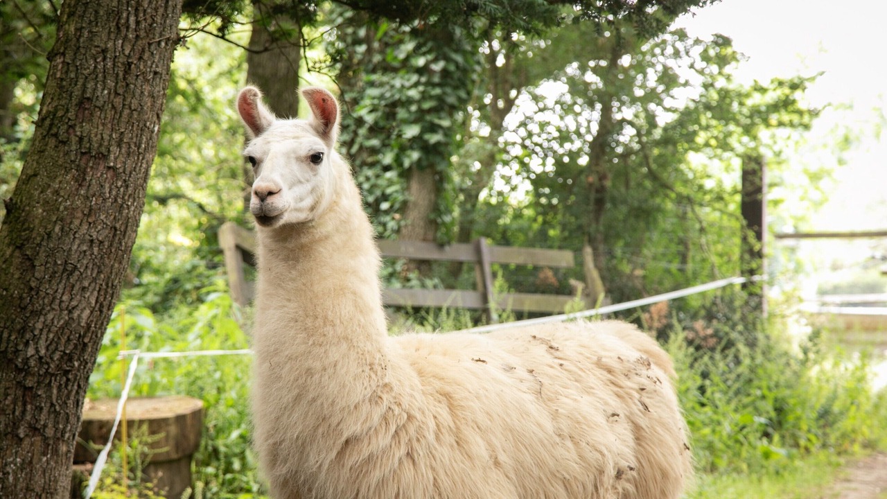 Photo of Others in Saint-Mars-du-Desert