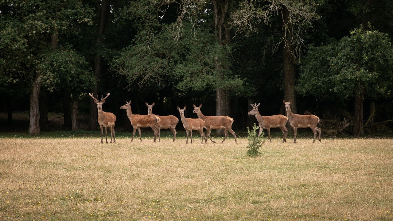 Photo of Others in Saint-Mars-du-Desert