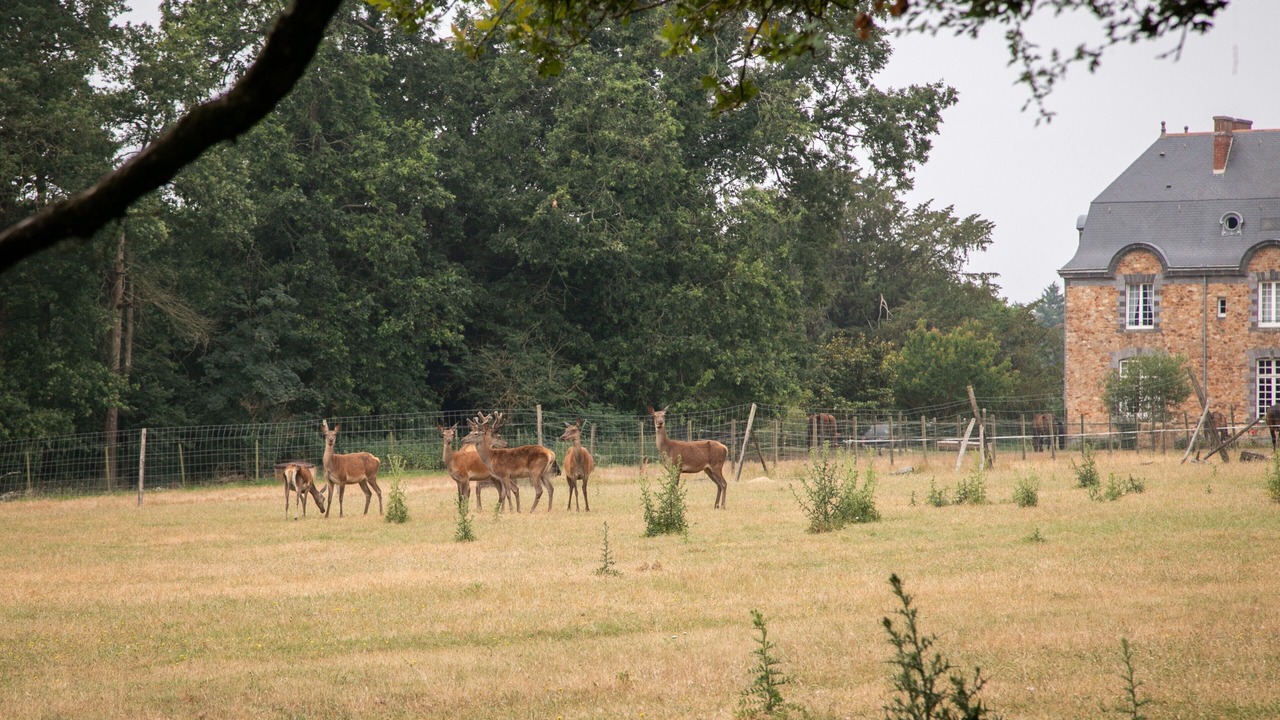 Photo of Others in Saint-Mars-du-Desert