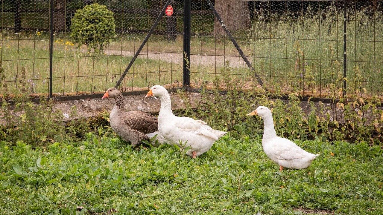 Photo of Others in Saint-Mars-du-Desert
