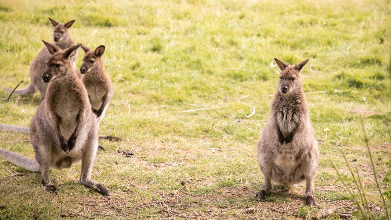 Photo of Others in Saint-Mars-du-Desert