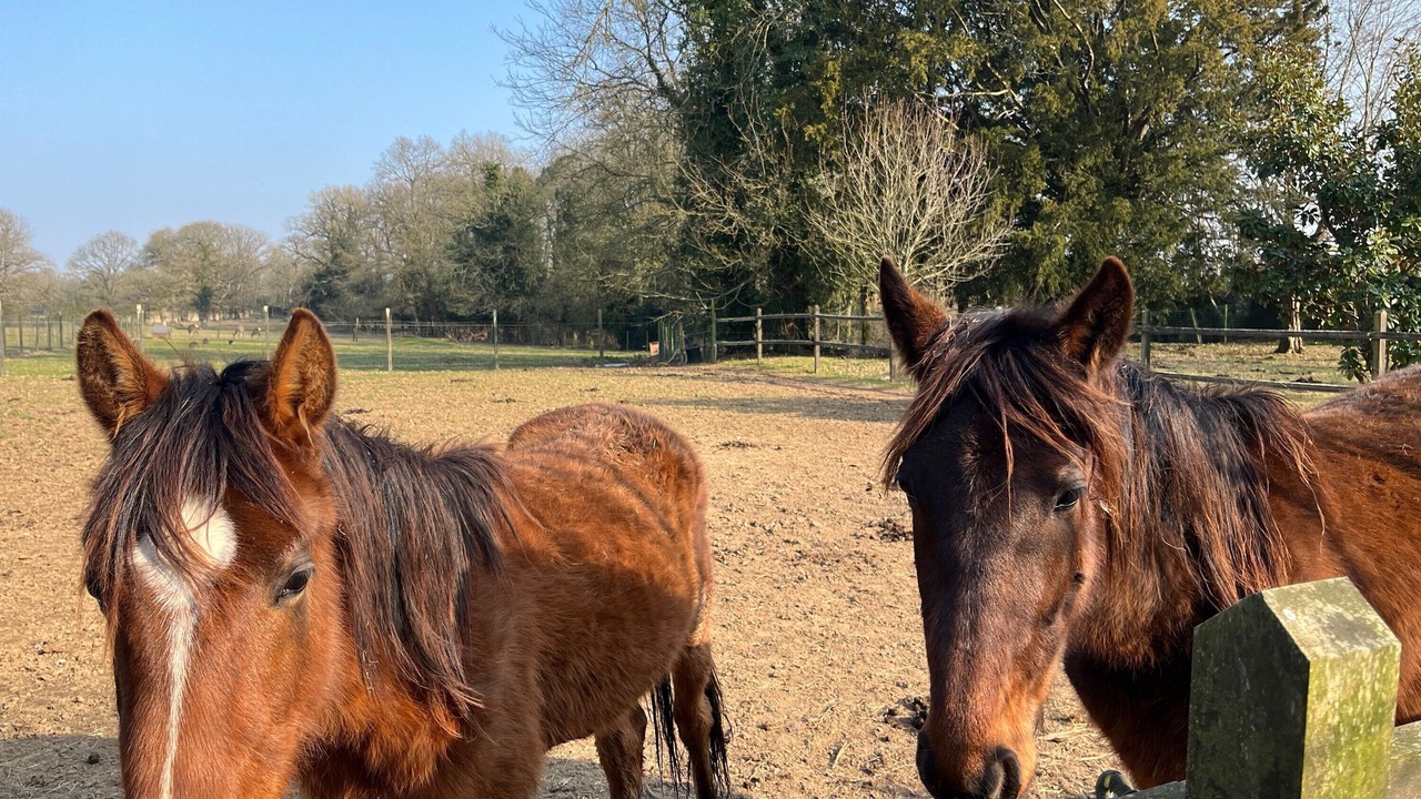 Photo of Others in Saint-Mars-du-Desert