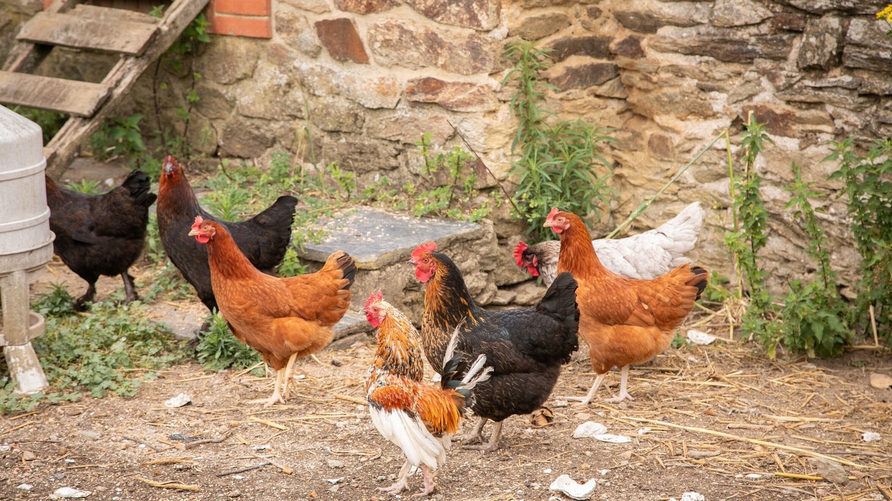 Photo of Others in Saint-Mars-du-Desert