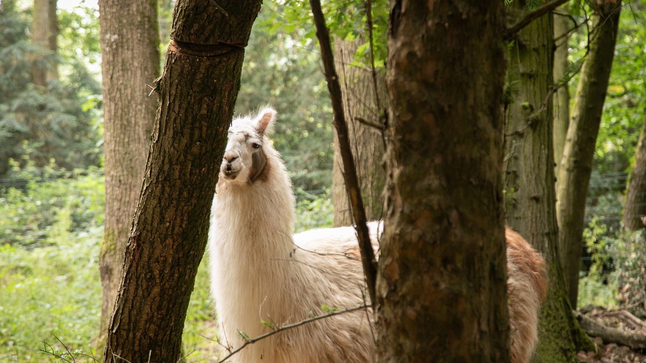 Photo of Others in Saint-Mars-du-Desert