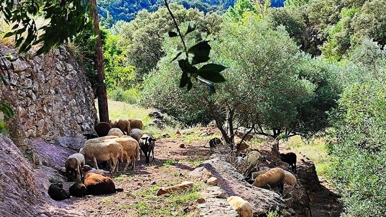 Photo of Others in Saint-Sebastien-d'Aigrefeuille