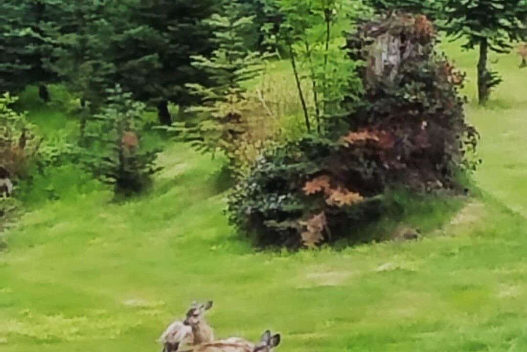 Photo of Others in Seattle Hill-Silver Firs