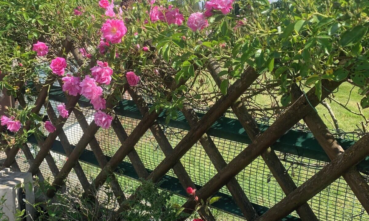 Photo of Outdoor in Noyelles-sur-Mer