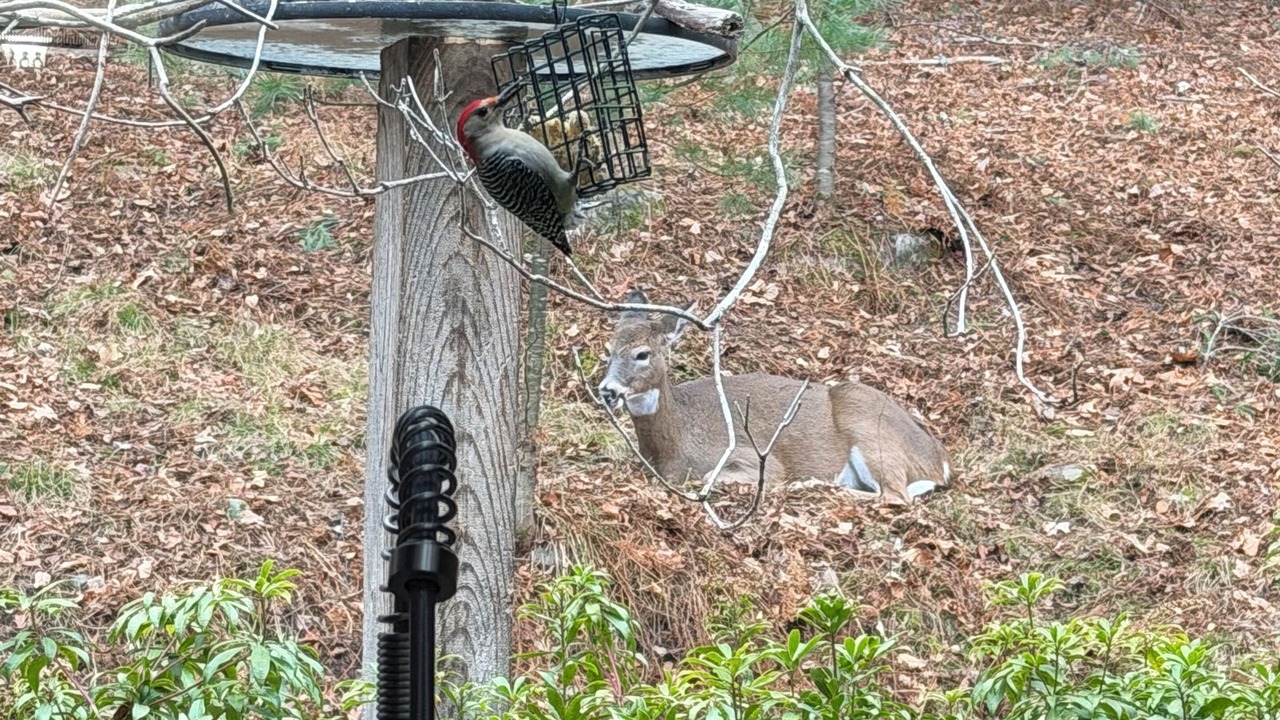 Photo of Others in Bearsville