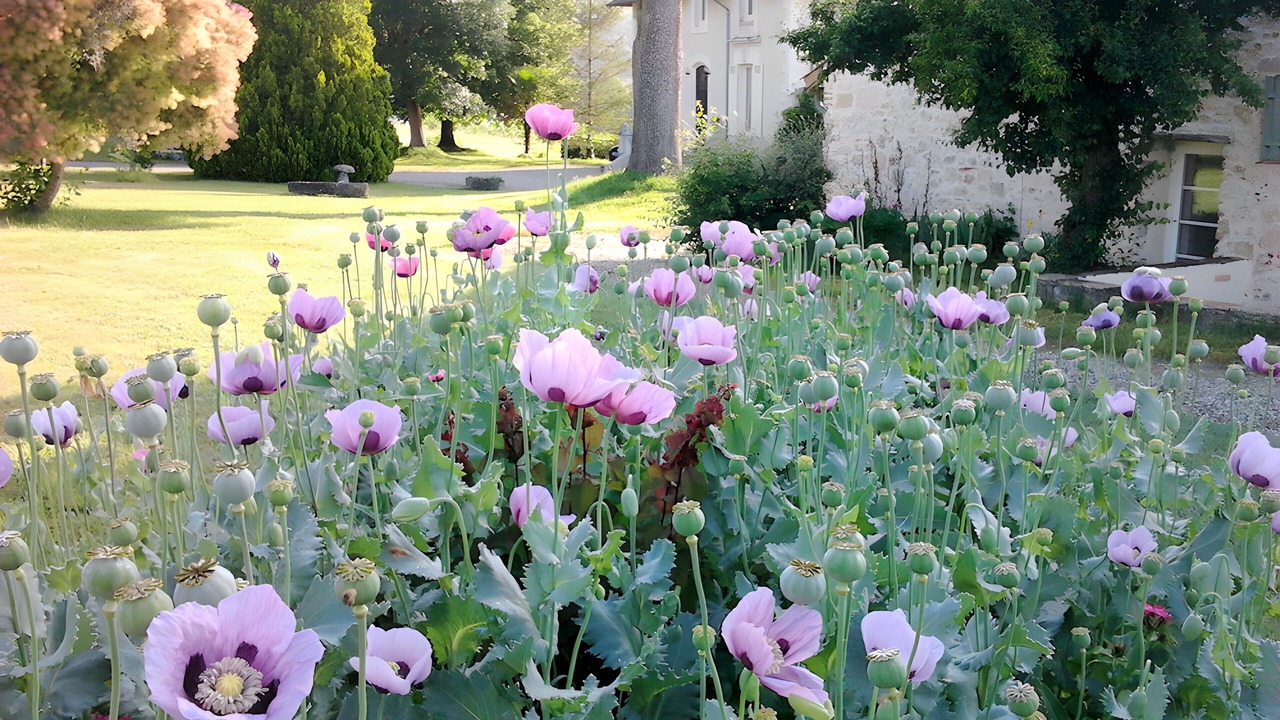 Photo of Outdoor in Penne-d'Agenais