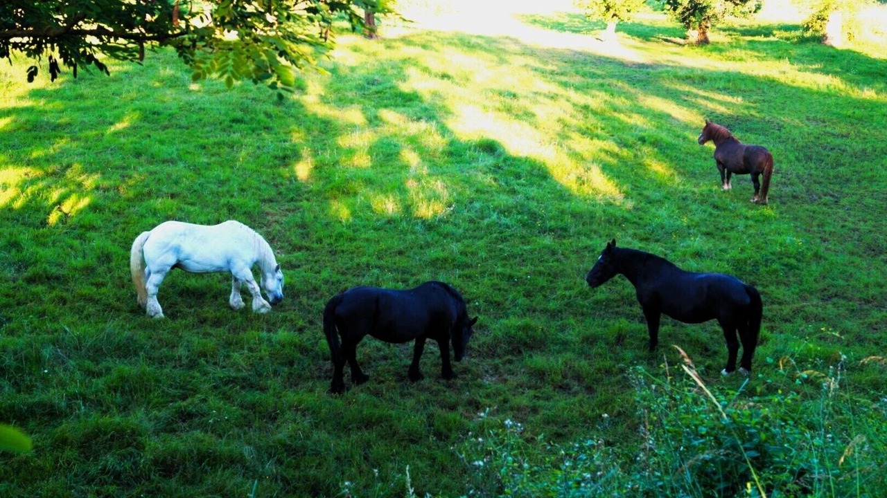 Photo of Others in Saint-Remy-la-Varenne