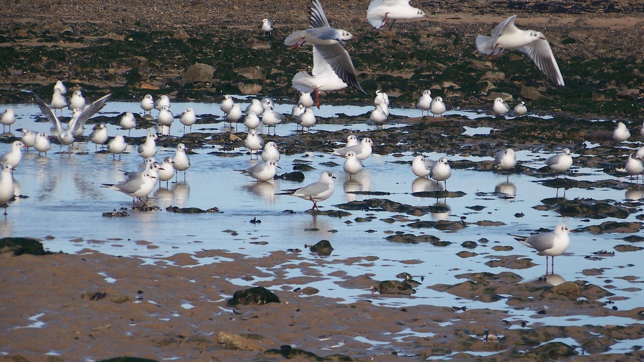 Photo of Others in Luc-sur-Mer