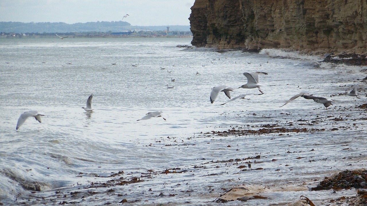 Photo of Others in Luc-sur-Mer
