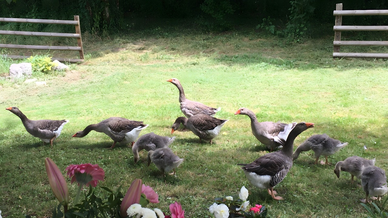 Photo of Outdoor in Groslee-Saint-Benoit