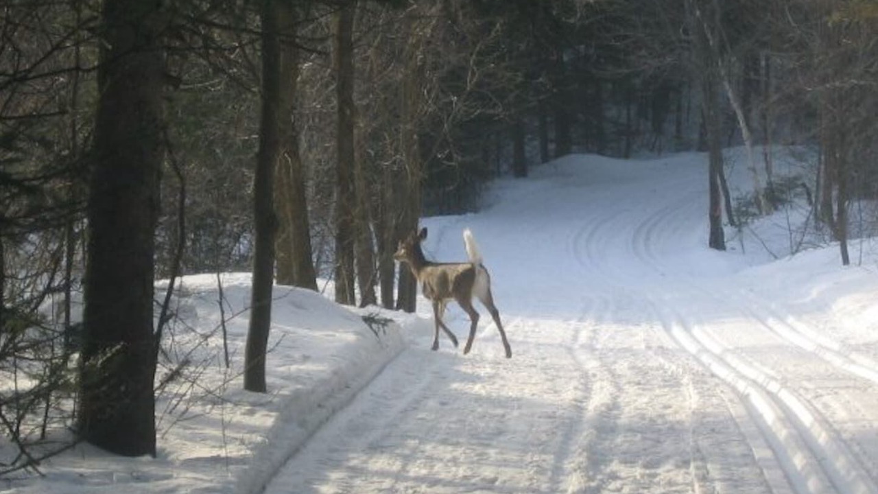 Photo of Others in Pont-Rouge