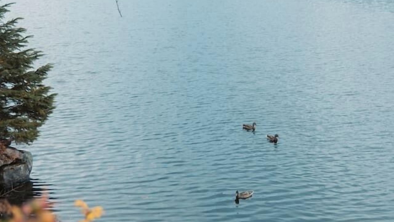 Photo of Others in Saint-Raymond