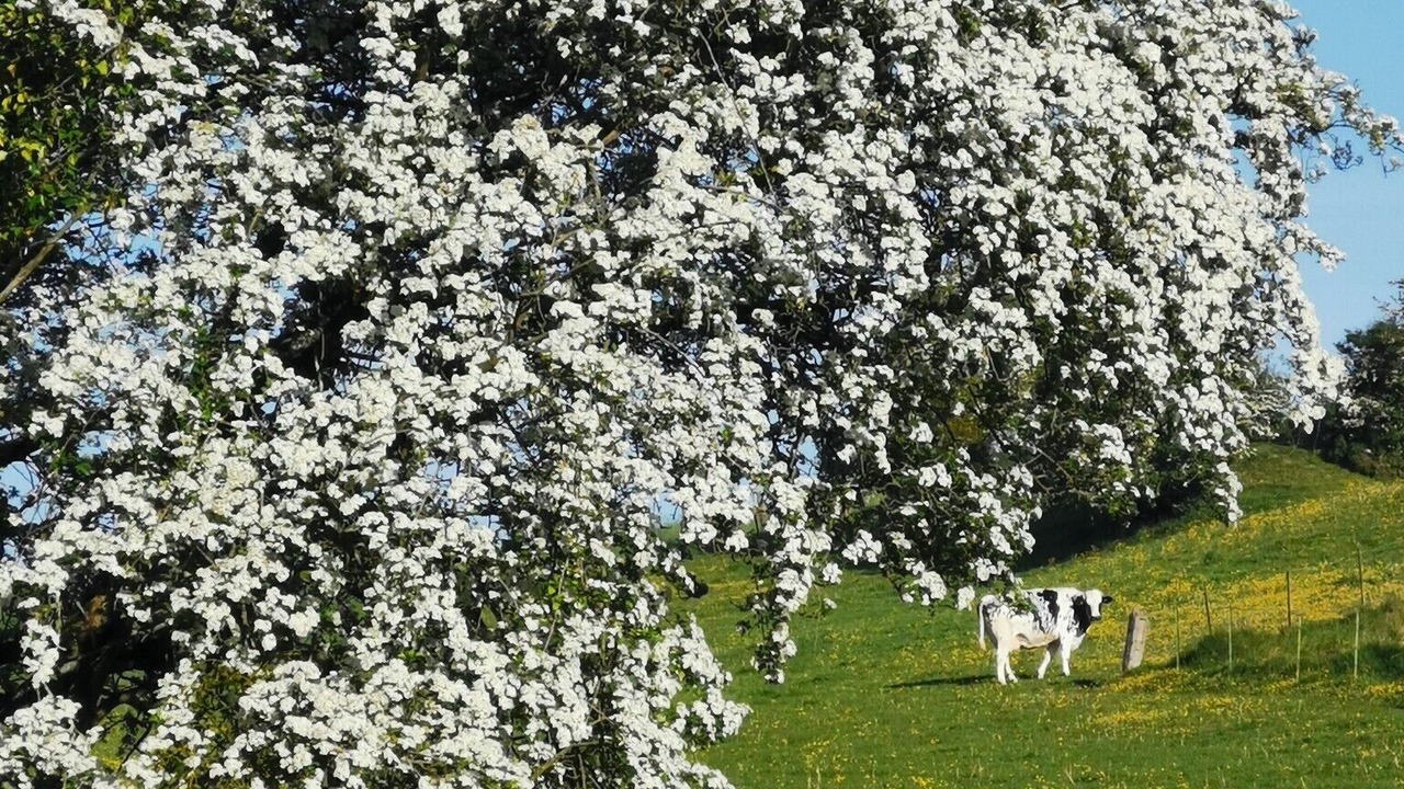 Photo of Others in Derchigny