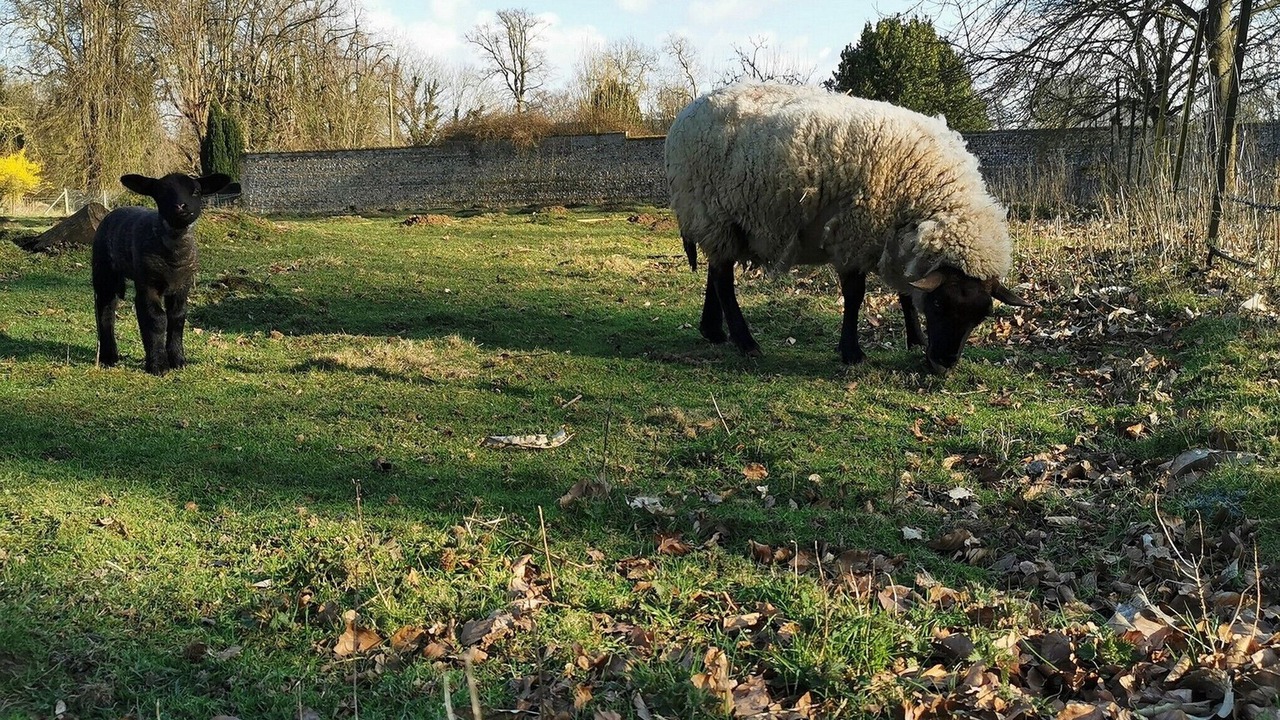 Photo of Others in Derchigny