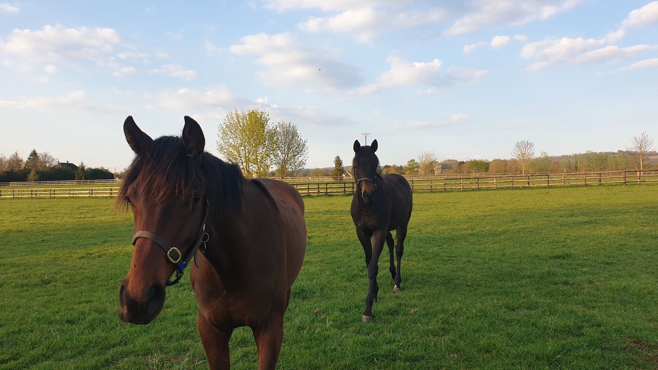 Photo of Others in Chambois