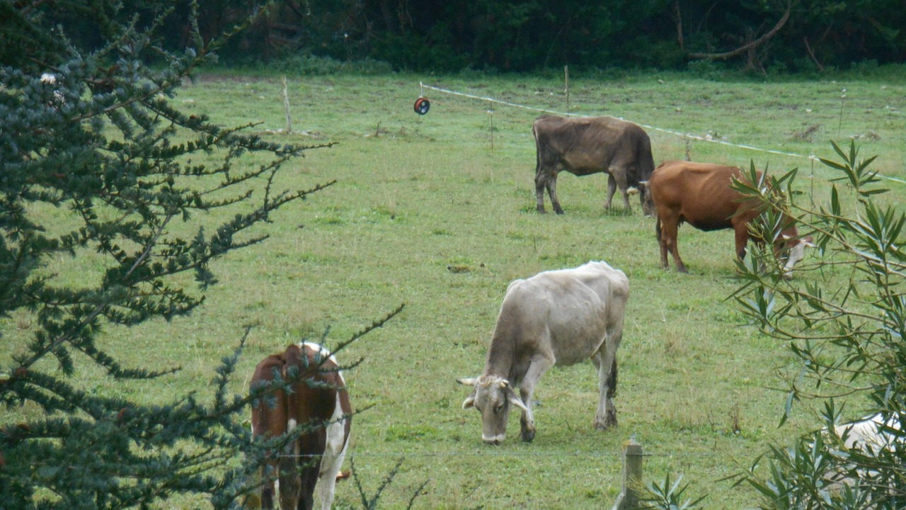 Photo of Others in Dognen