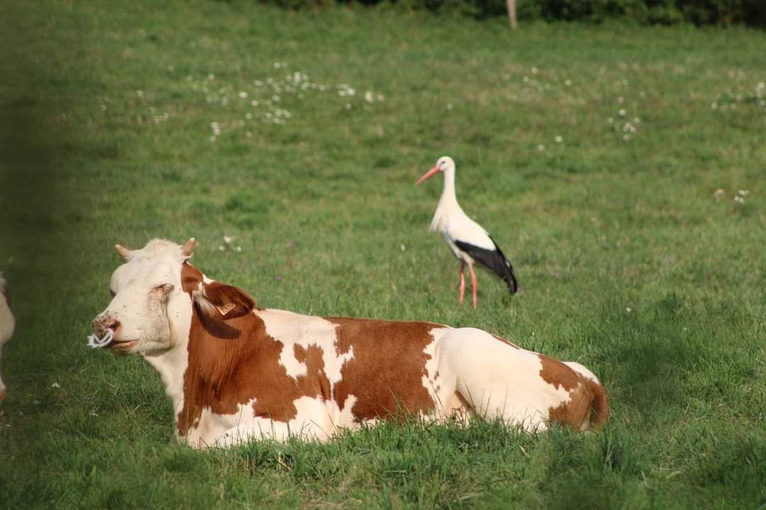 Photo of Others in Courchavon