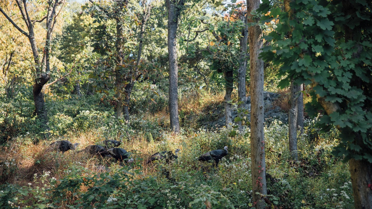 Photo of Others in Ossining