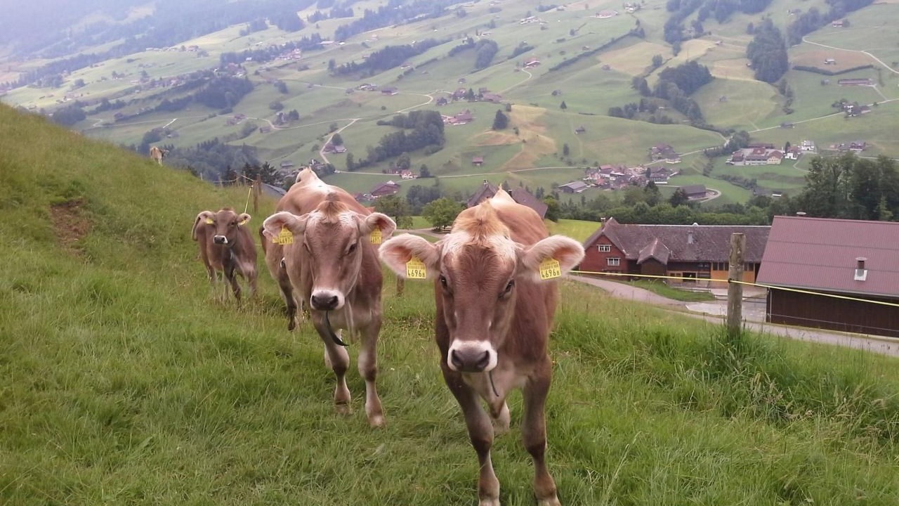 Photo of Others in Krummenau