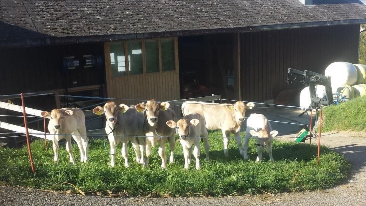 Photo of Others in Krummenau