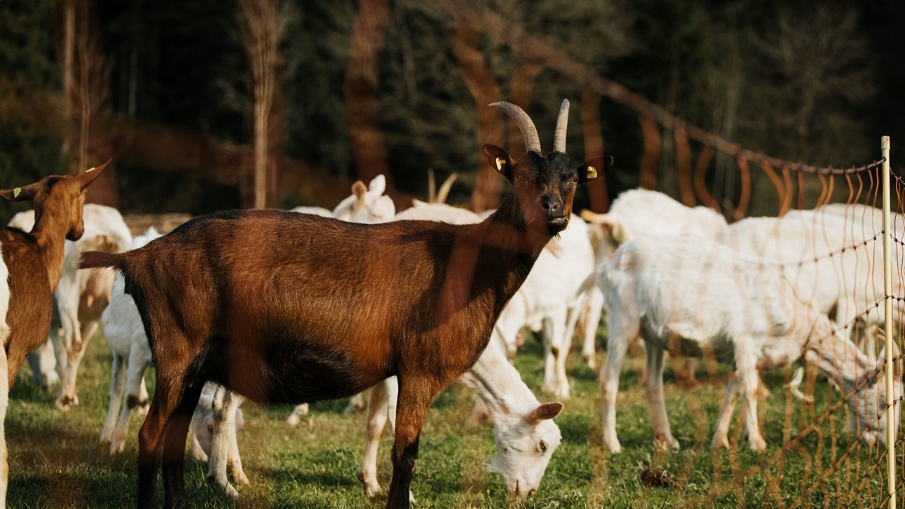 Photo of Others in Teuffenthal