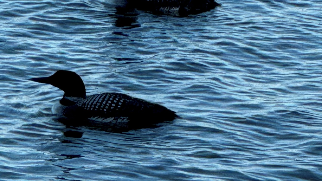 Photo of Others in Miller Lake