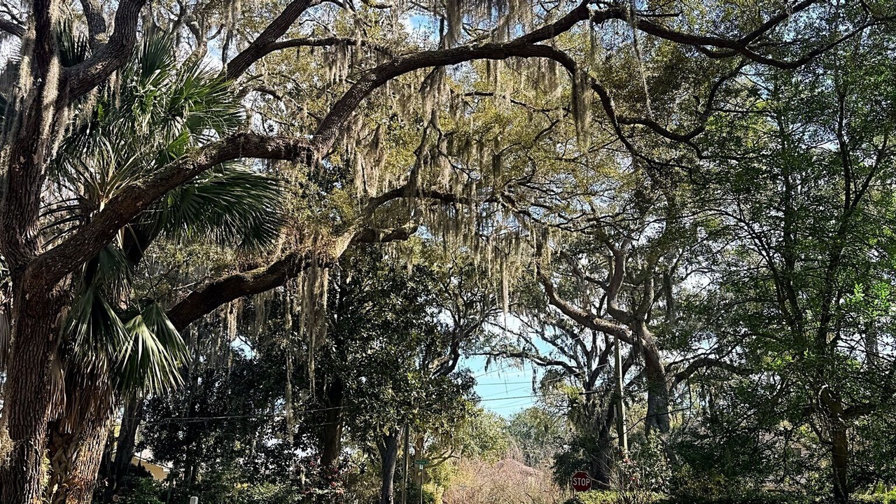 Photo of Others in Saint Simons Heights