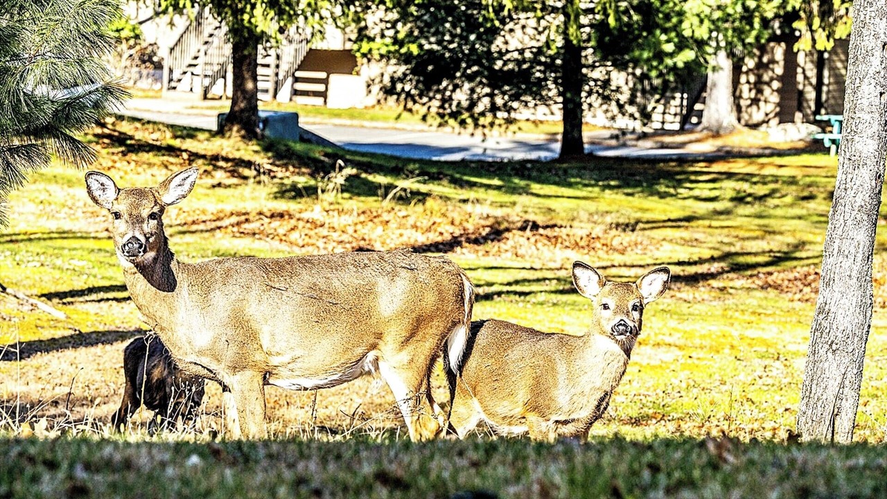 Photo of Others in Lake Harmony