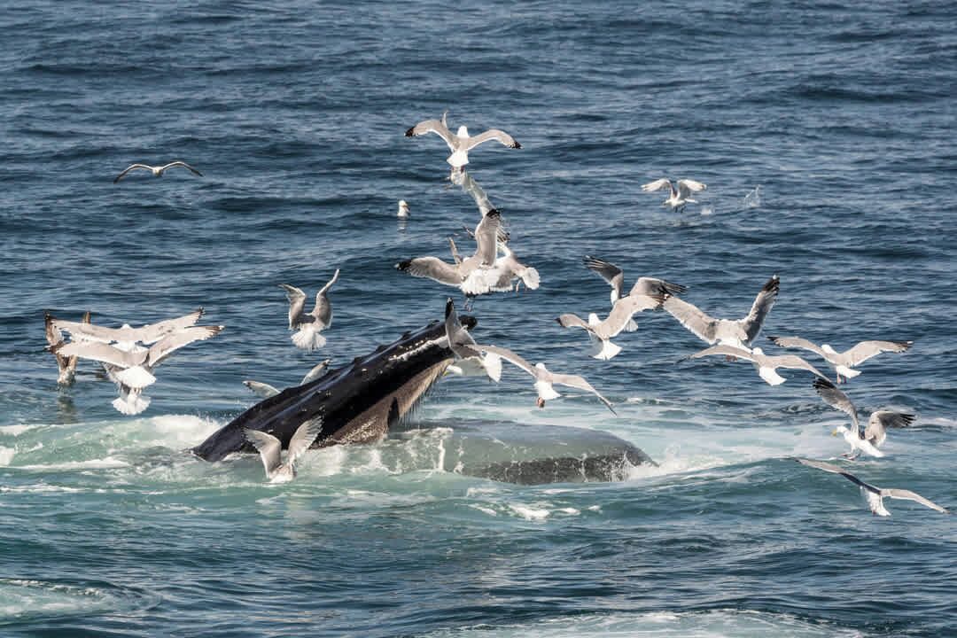 Photo of Others in Osterville