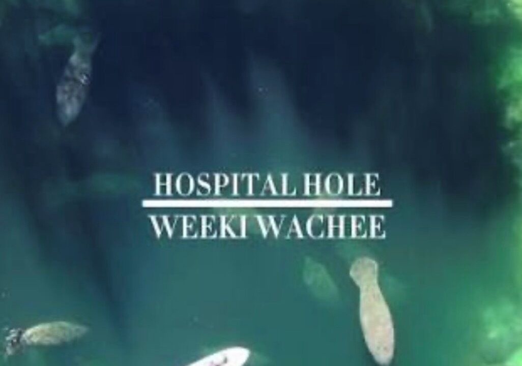 Photo of Others in Weeki Wachee Gardens