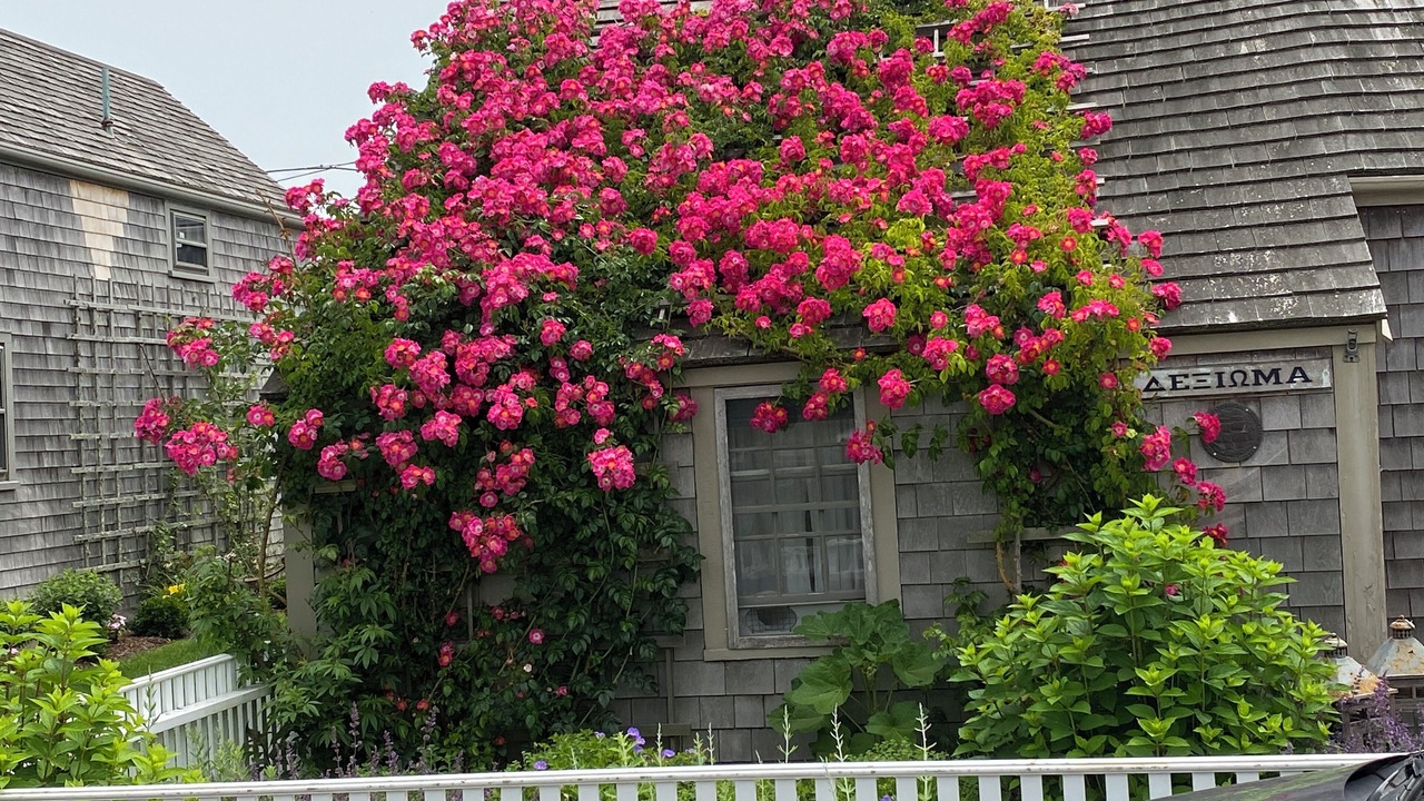 Photo of Outdoor in Siasconset