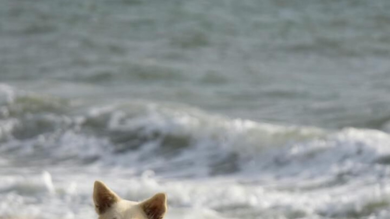 Photo of Others in Brem Sur Mer
