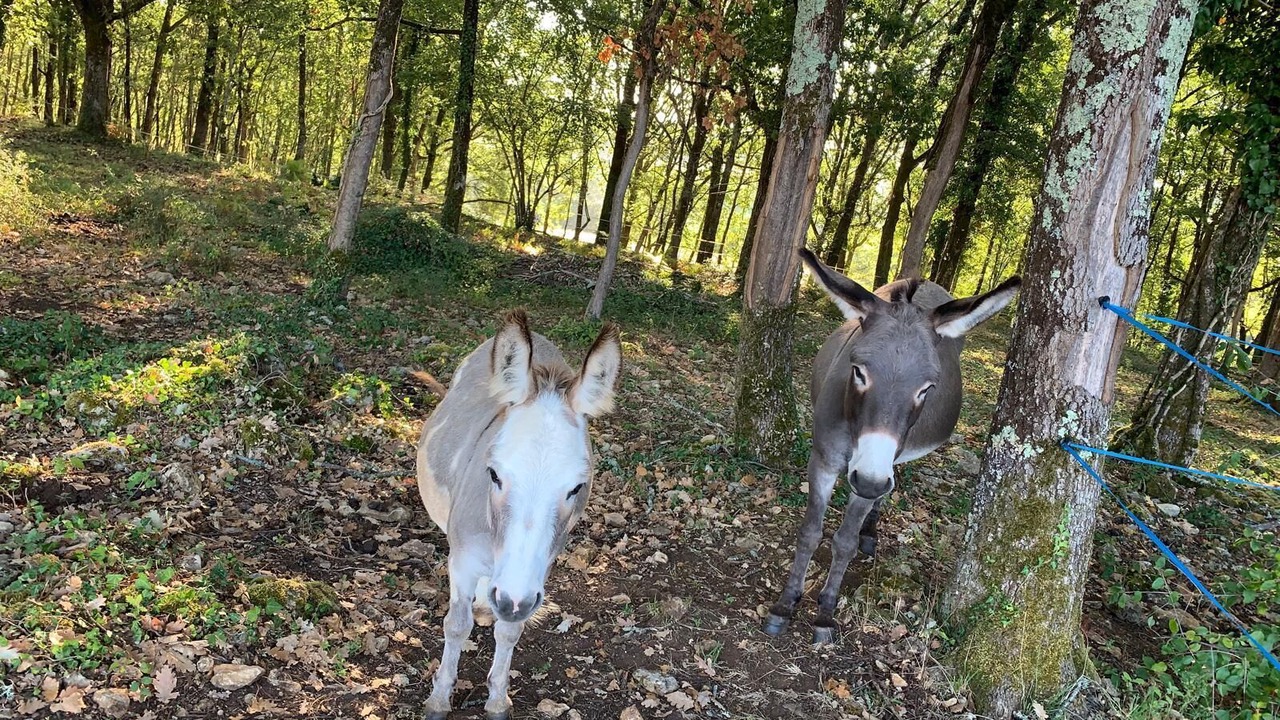 Photo of Others in Badefols-sur-Dordogne