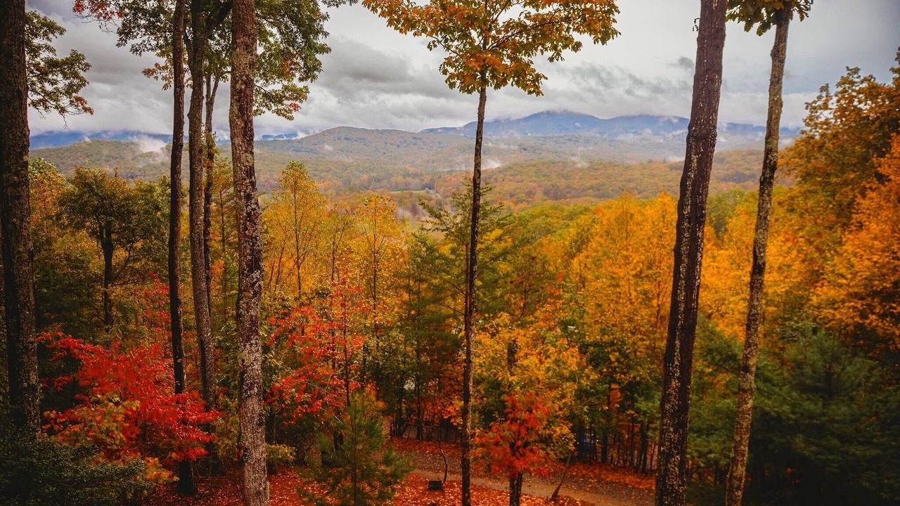 Photo of Others in Cherry Log