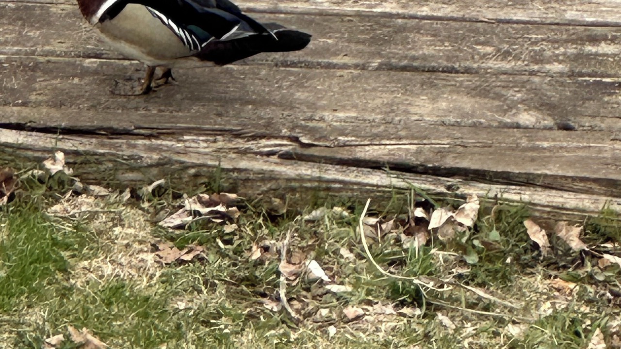 Photo of Outdoor in Algonquin