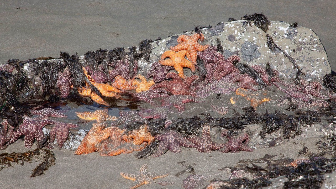 Photo of Others in Gold Beach