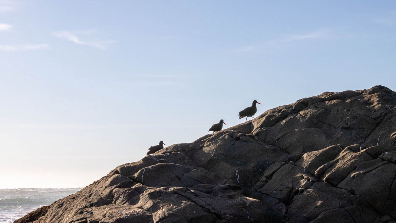 Photo of Others in Gold Beach