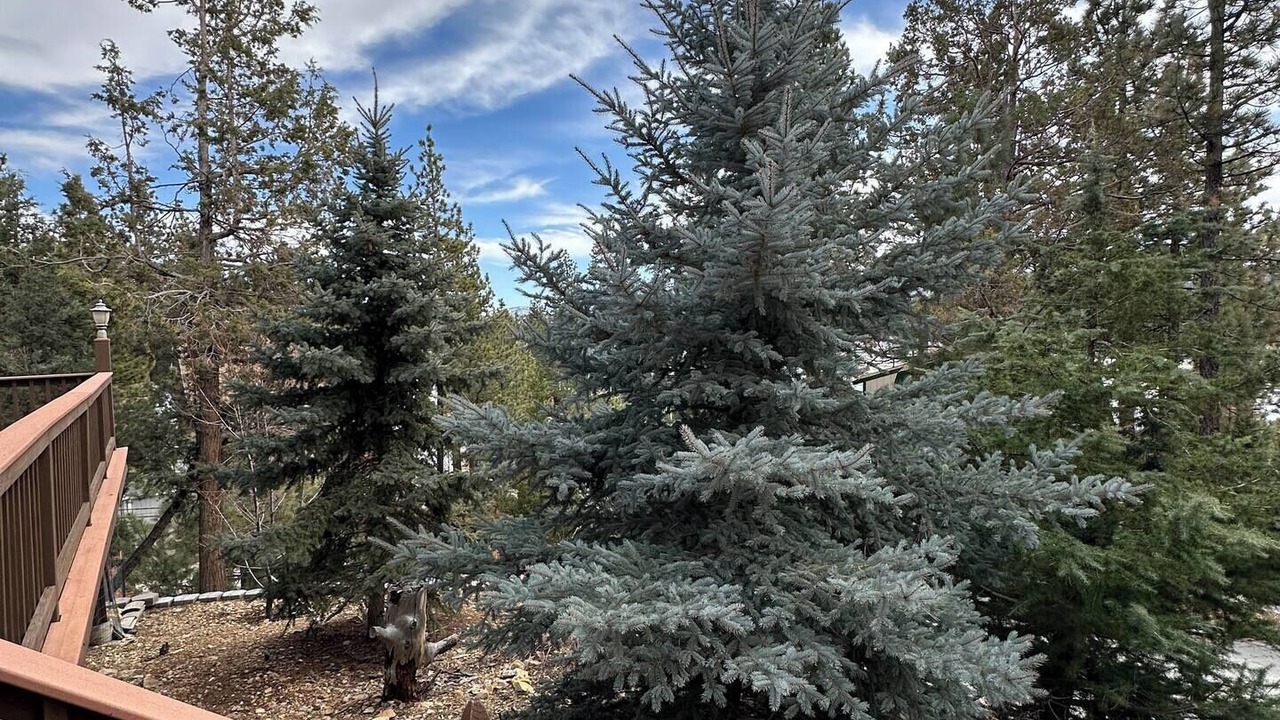 Photo of Outdoor in Whispering Forest