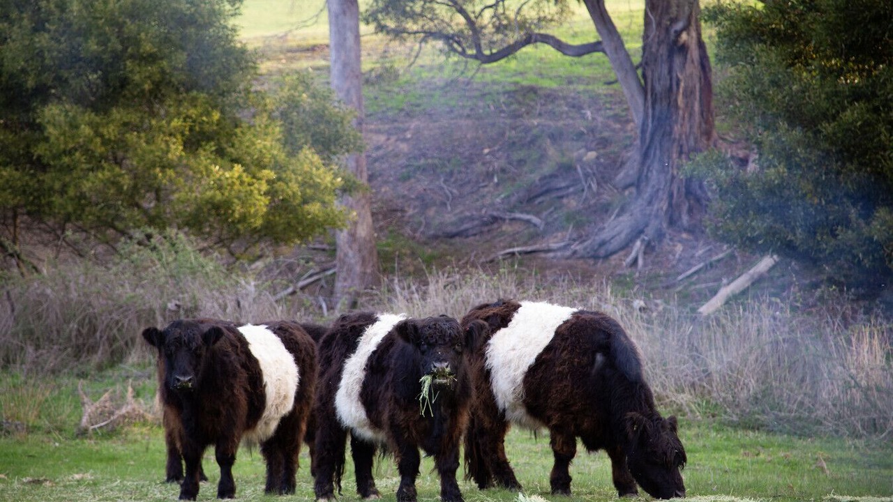 Photo of Others in Merton