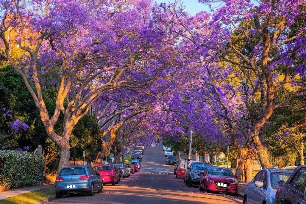 Photo of Others in Kirribilli