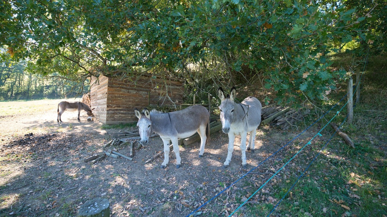 Photo of Others in Plavilla