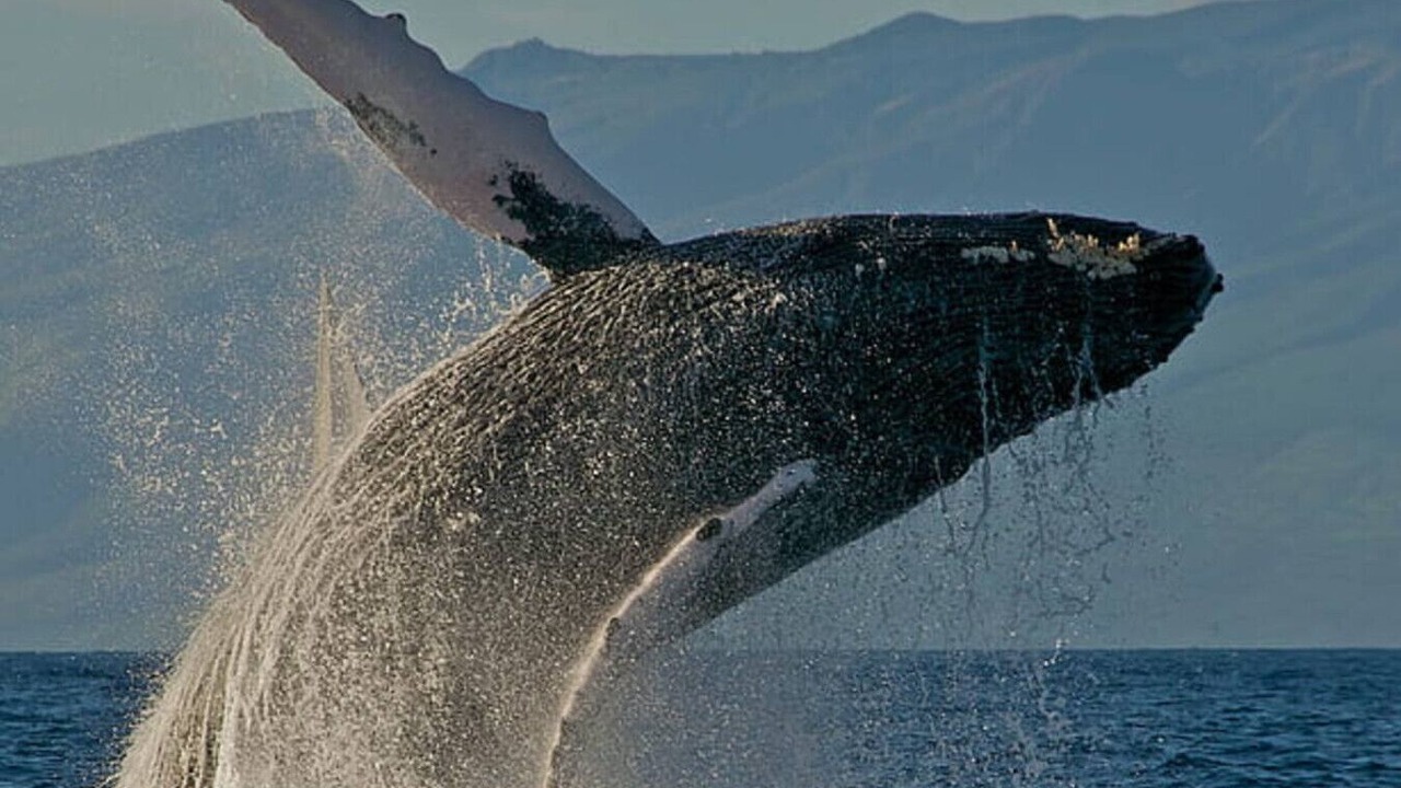 Photo of Others in Pukalani