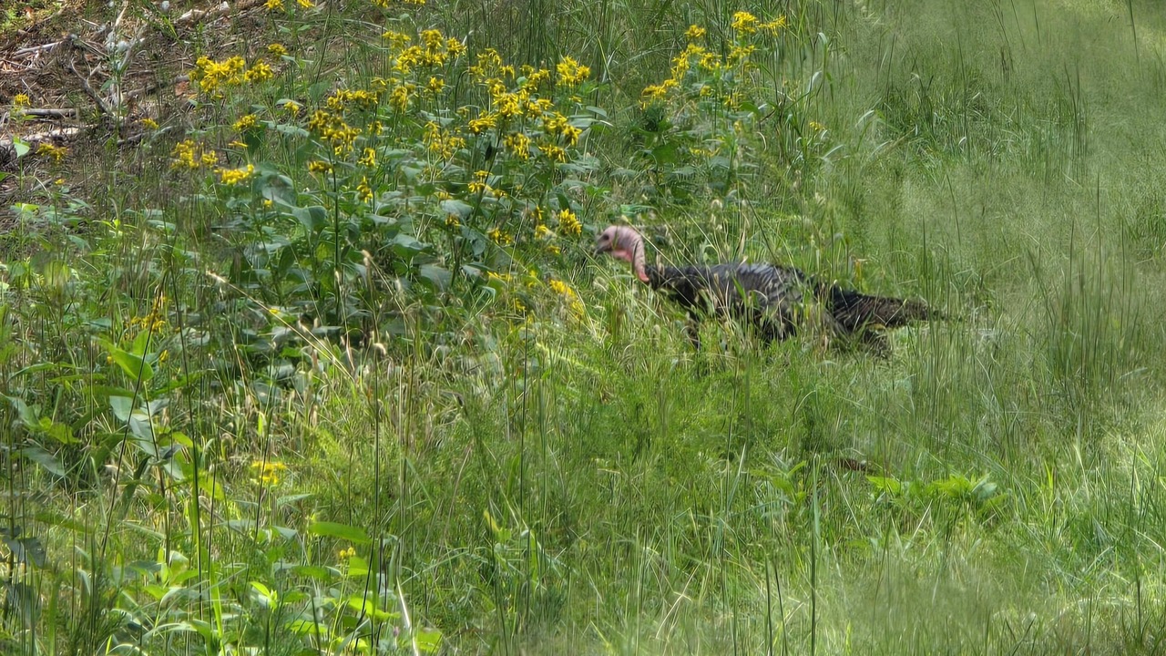 Photo of Others in Dandridge
