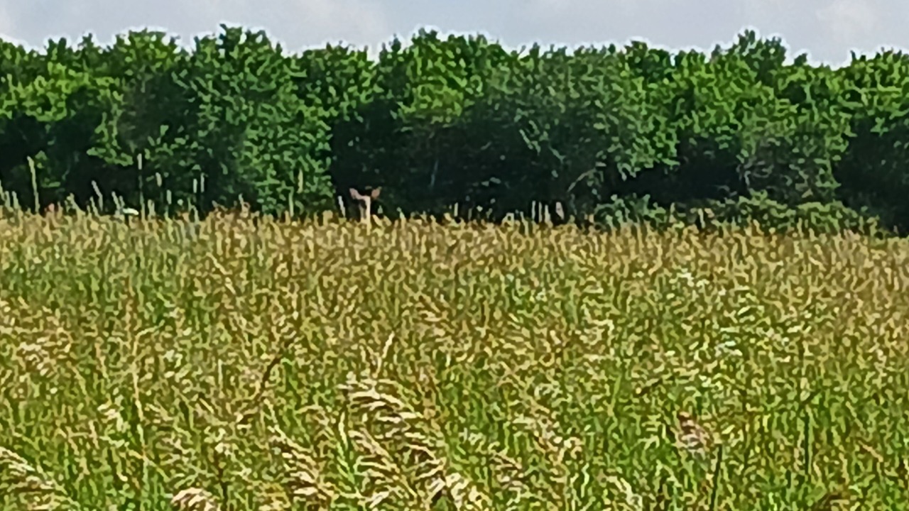 Photo of Others in Centerville