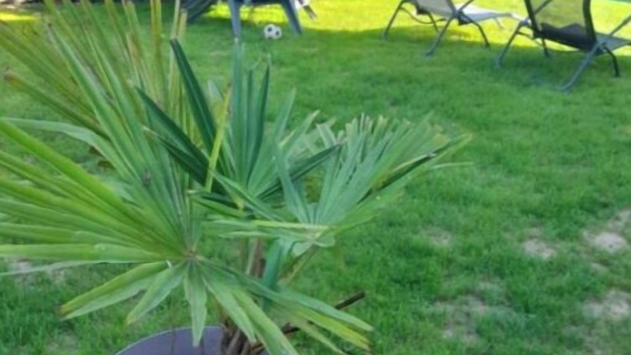 Photo of Patio Balcony in Beauvais