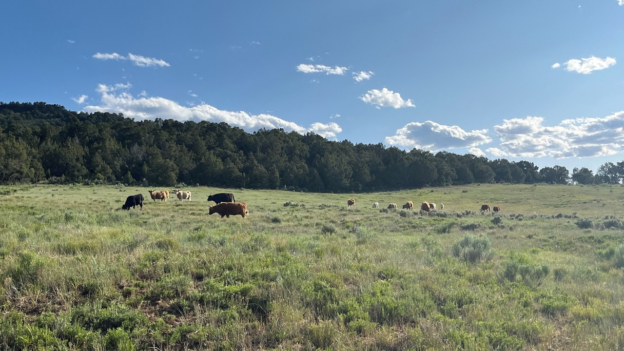 Photo of Others in Collbran
